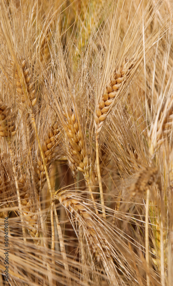 ears of wheat in the field cultivated with cereal plants during ripening ears of wheat in the field cultivated with cereal plants during ripening
