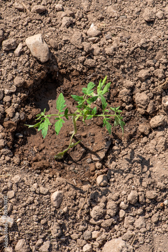 Tomatera recién plantada, huerta de verano, ciclo estacional de los alimentos