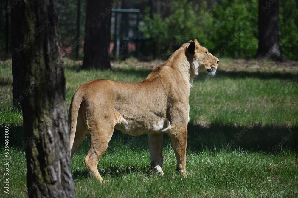 Lion at Safari Park Beekse Bergen, in Netherlands. Lion at Safari Park Beekse Bergen, in Netherlands.