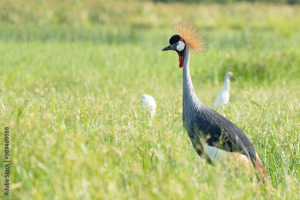 Obraz premium Grey crowned crane (Balearica regulorum), crested crane posing in Murchison Falls national park, Uganda