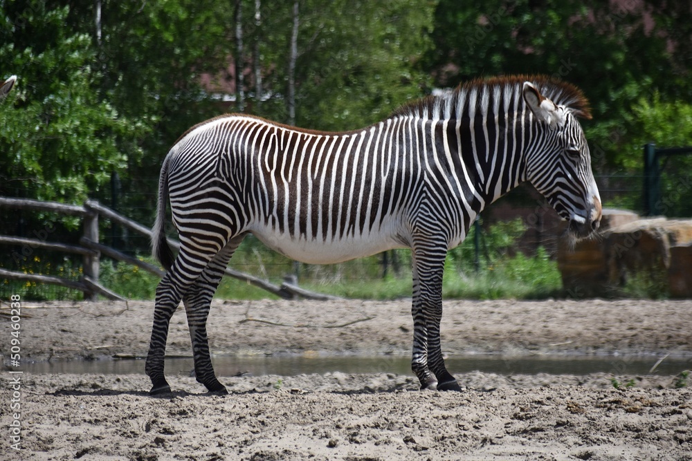 Zebra at Safari Park Beekse Bergen in Netherlands. Zebra at Safari Park Beekse Bergen in Netherlands.