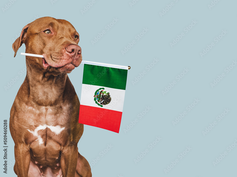 Lovable, pretty dog and Flag of Mexico. Closeup, indoors. Studio photo. Congratulations for family, loved ones, relatives, friends and colleagues. Pets care concept
