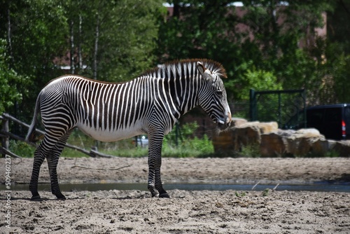 Zebra at Safari Park Beekse Bergen in Netherlands.