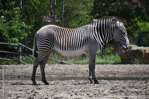 Zebra at Safari Park Beekse Bergen in Netherlands.