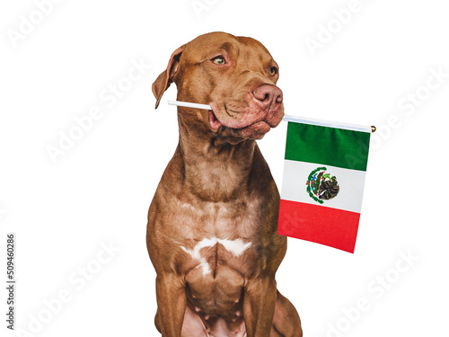 Lovable  pretty dog and Flag of Mexico. Closeup  indoors. Studio photo. Congratulations for family  loved ones  relatives  friends and colleagues. Pets care concept