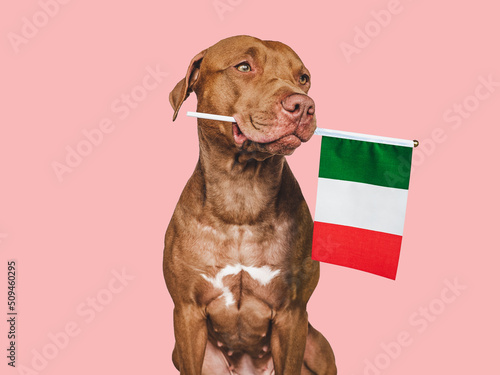 Lovable, pretty dog and Flag of Italy. Closeup, indoors. Studio photo. Congratulations for family, loved ones, relatives, friends and colleagues. Pets care concept