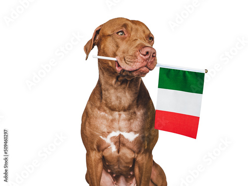 Lovable, pretty dog and Flag of Italy. Closeup, indoors. Studio photo. Congratulations for family, loved ones, relatives, friends and colleagues. Pets care concept