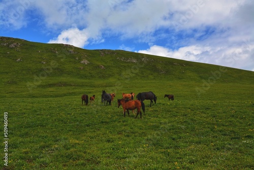 horses on the meadow © Theia