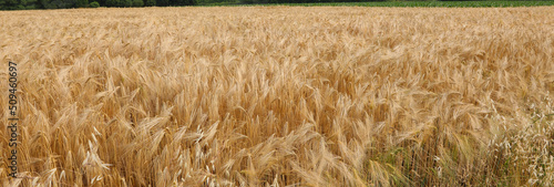 background of wheat in the cultivated field photo