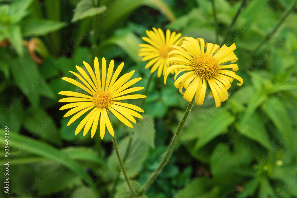 Obraz premium Bright yellow doronicum flowers in the garden.