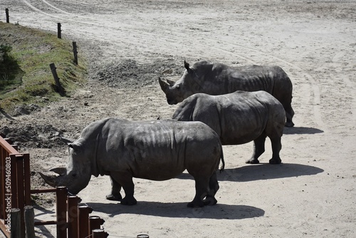 Black Rhinoceros at Safari Park Beekse Bergen, in Netherlands. photo