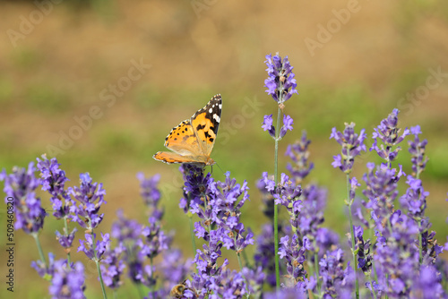 Butterfly called vanessa cardui. or Painted Lady on the lavender flowers to suck out the sweet nectar in summer
