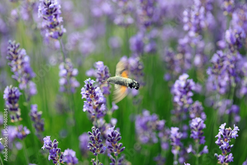 Macro Photo of a hummingbird hawk-moth also called sphinx moth is an insect on the lavandula flowers while sucking nectar