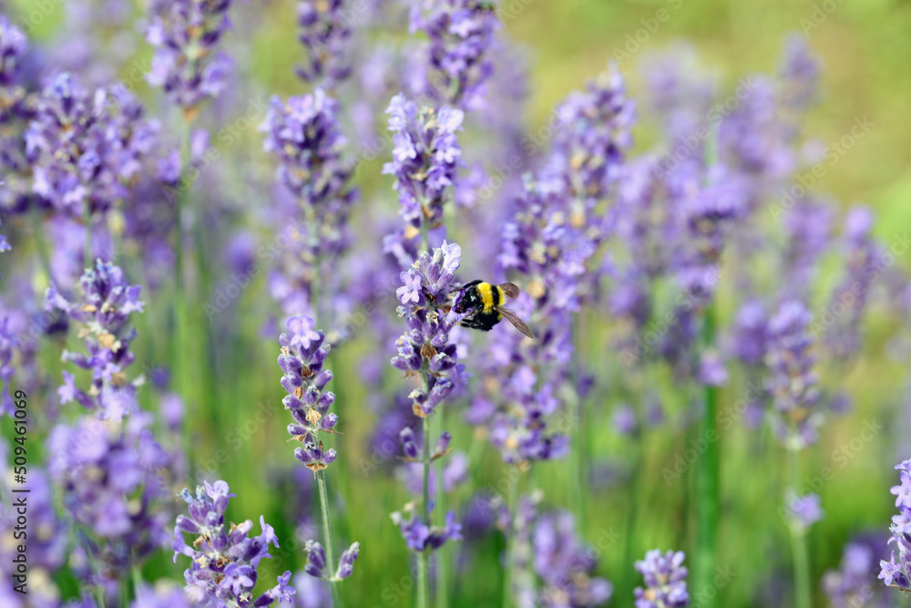 bumblebee also called Bombus while sucks nectar on the lavandula flower bumblebee also called Bombus while sucks nectar on the lavandula flower
