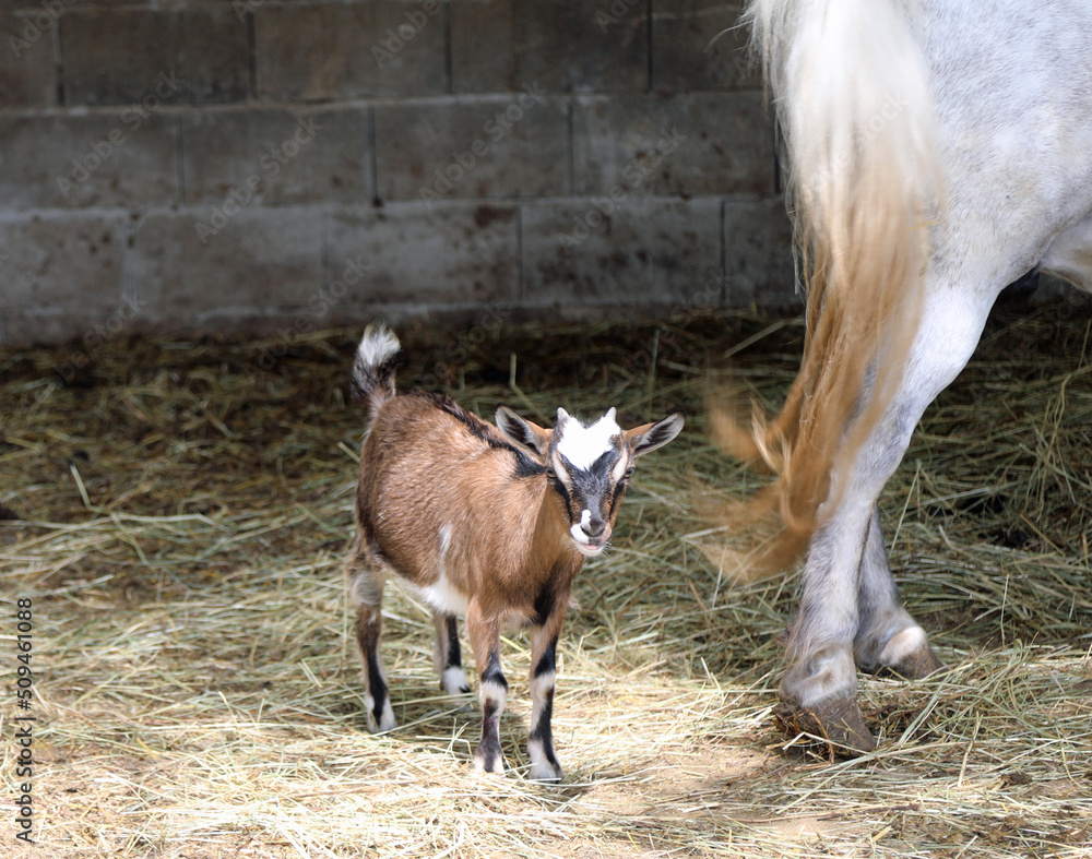 Obraz premium small nanny in the stable and legs of horse