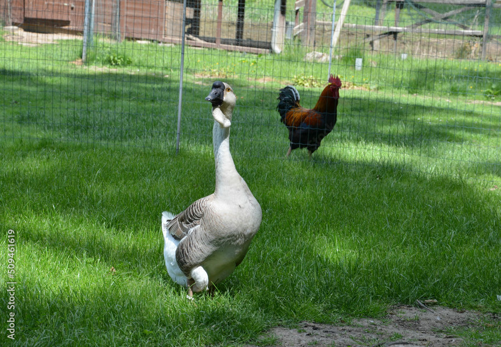 Fototapeta premium Höckergans - Ganter im Gehege auf der Wiese mit Hahn