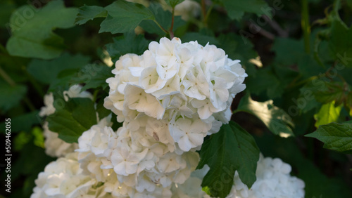 Floral. Closeup view of Hydrangea flowers of white petals spring blooming in the garden.