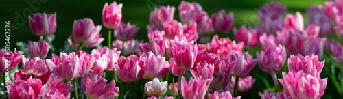 Panoramic view of spring lawn with many beautiful pink tulip flowers, floral background