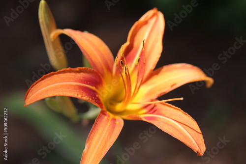 Garden Orange
