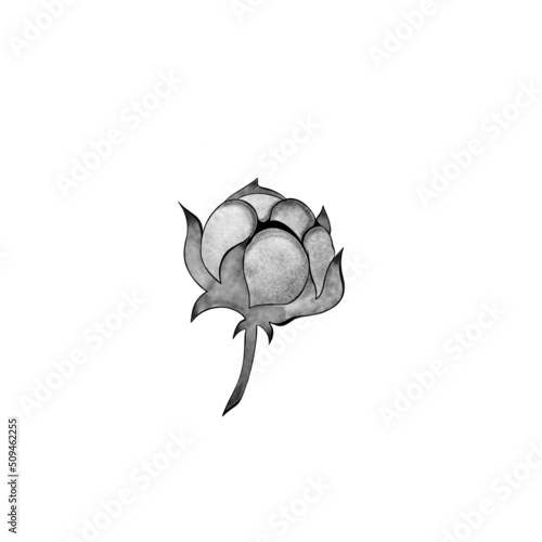 Cotton branch engraving illustration. Scratch board style imitation. Hand dra...