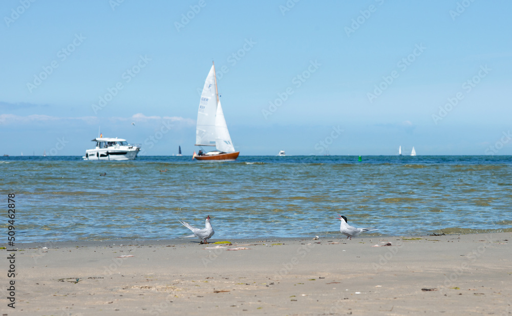 Coastline of the Baltic sea in north of Germany with sailing boat