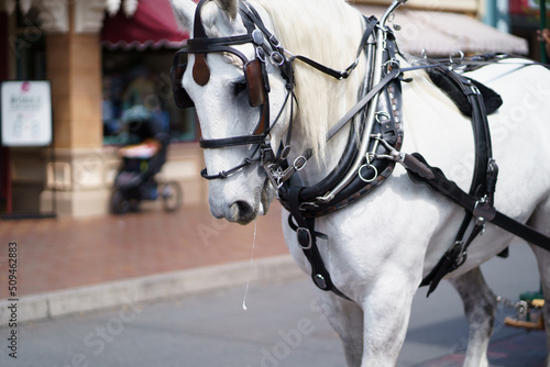 horse and carriage