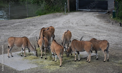 A group of common elands eating hay.