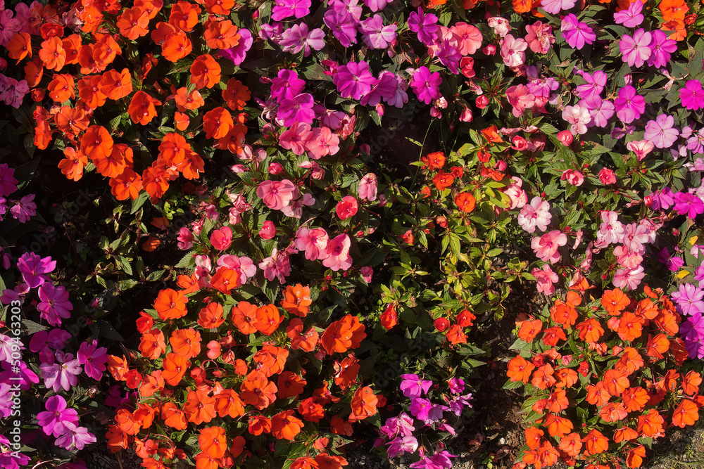 Colorful pink, orange and magenta Impatiens sultanii (balsam, sultana or busy Lizzie)
