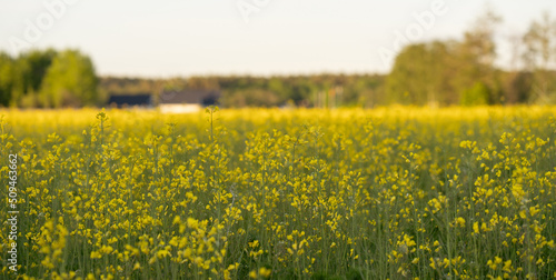 yellow blooming rapeseed field in sweden, rapeseed flowers closeup background