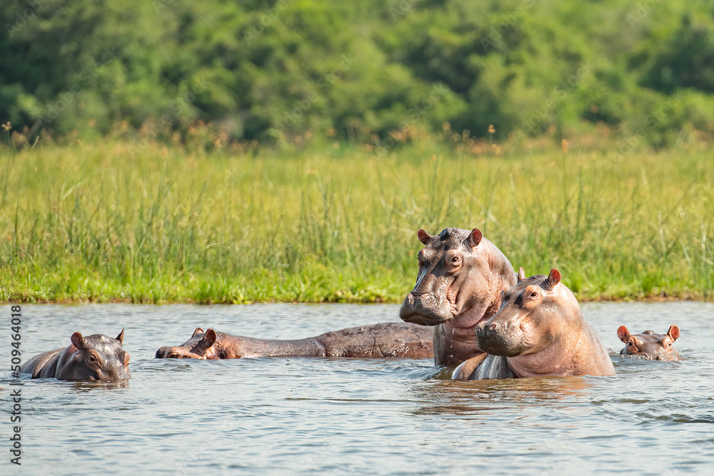 Fototapeta premium Family of Hippos (Hippopotamus amphibius) posing in Murchison falls National Park, Uganda, Africa 