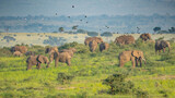 Large herd of African Eephants, Loxodonta africana feeding in Murchison Falls National Park, Uganda