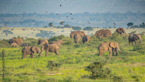 Large herd of African Eephants, Loxodonta africana feeding in Murchison Falls National Park, Uganda photo