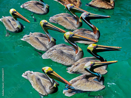 Pelicans at the pier