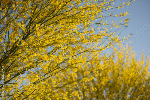 Paloverde en primavera photo