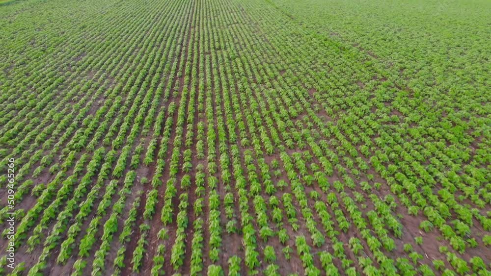 Young green sunflower plants. Field young sunflower. Top view of Young sunflowers grow on field. Rows of young green sunflower plants in field, agriculture in summer Young green sunflower plants. Field young sunflower. Top view of Young sunflowers grow on field. Rows of young green sunflower plants in field, agriculture in summer
