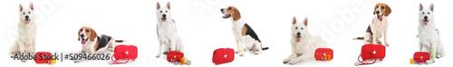 Photography Set of dogs with first aid kits isolated on white