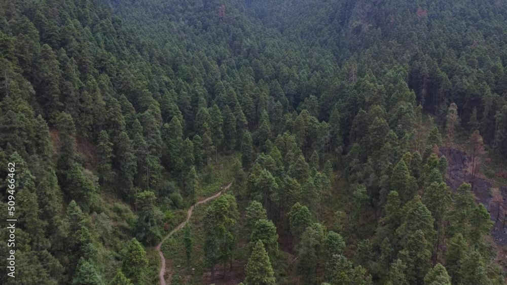 Pine forest in the mountains aerial shot Pine forest in the mountains aerial shot