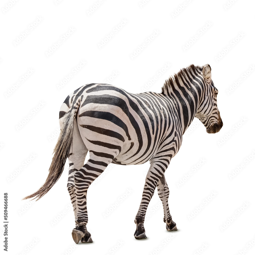 Fototapeta premium Beautiful zebra isolated on white