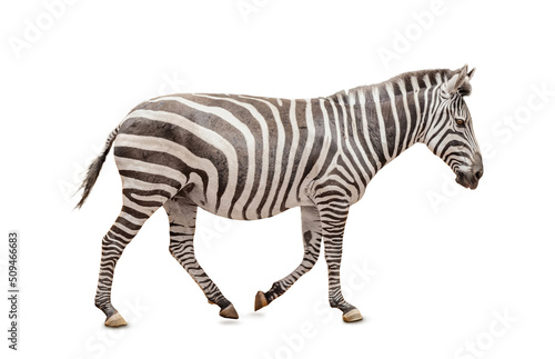African zebra isolated on white