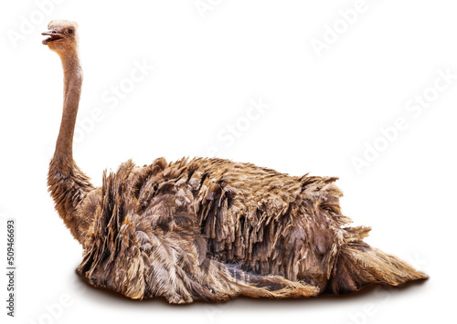 African ostrich isolated on...