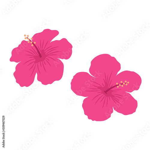 Hibiscus flowers. Pink blooming exotic tropical flowers. Flat vector illustration isolated on white background.