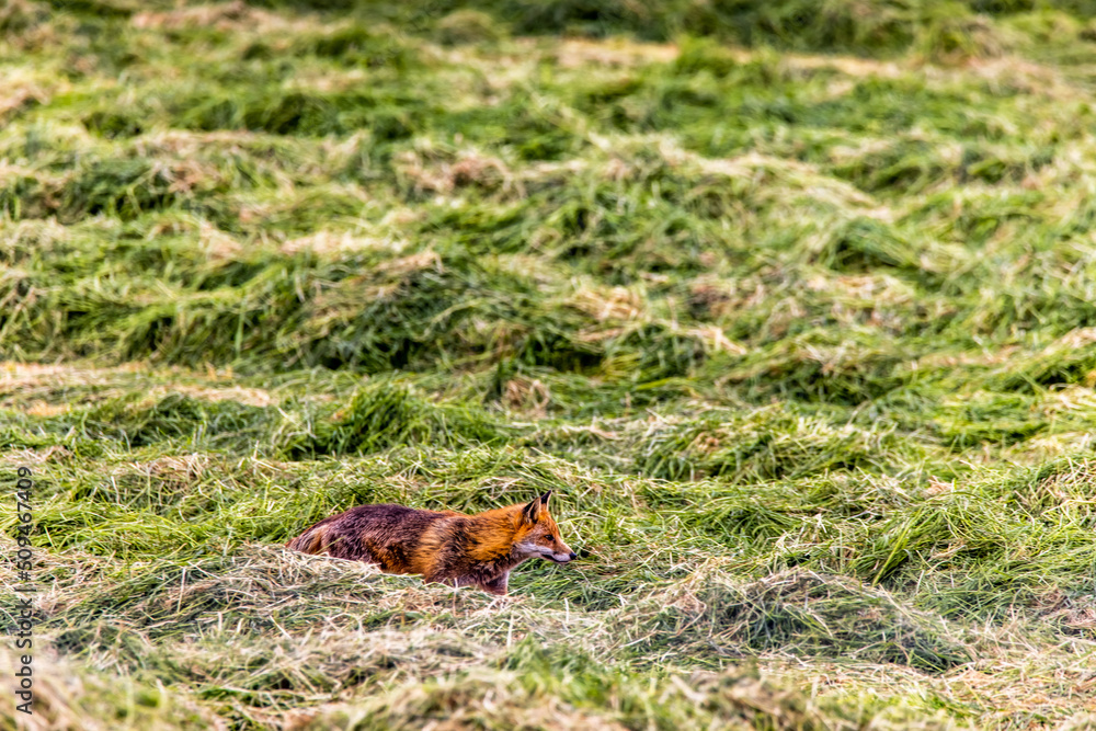 A Red Fox in a Silage field, Castlewellan, County Down, Slieve Croob and Mourne Area of Outstanding Natural Beauty. Northern Ireland A Red Fox in a Silage field, Castlewellan, County Down, Slieve Croob and Mourne Area of Outstanding Natural Beauty. Northern Ireland