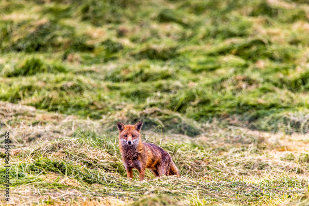 Fototapeta premium A Red Fox in a Silage field, Castlewellan, County Down, Slieve Croob and Mourne Area of Outstanding Natural Beauty. Northern Ireland