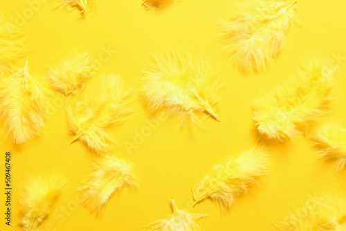 Beautiful yellow feathers on color background