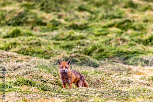 A Red Fox in a Silage field, Castlewellan, County Down, Slieve Croob and Mourne Area of Outstanding Natural Beauty. Northern Ireland