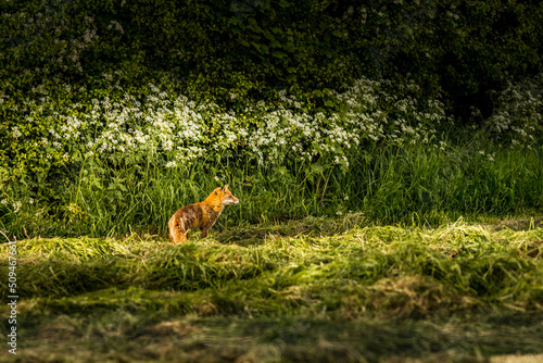 A Red Fox in a Silage field, Castlewellan, County Down, Slieve Croob and Mourne Area of Outstanding Natural Beauty. Northern Ireland photo