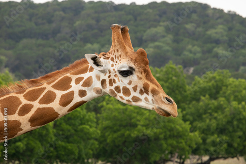 Photography Giraffe in African safari funny