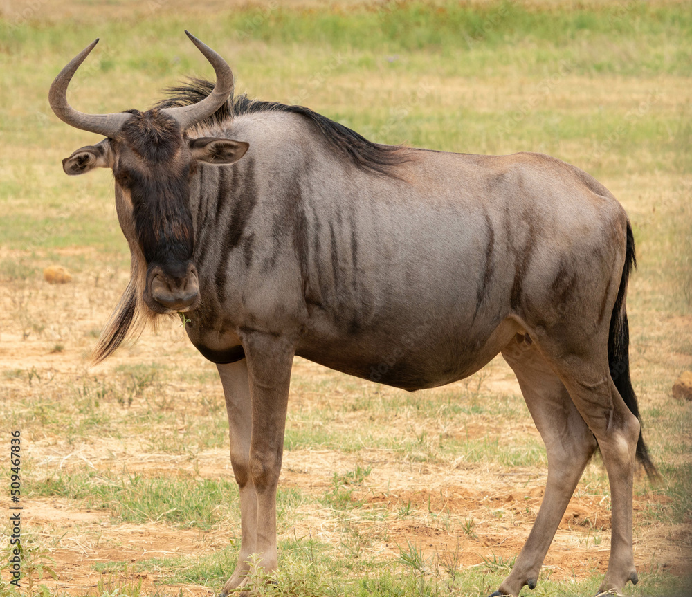 Wildebeest in African safari Wildebeest in African safari