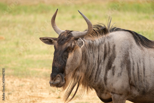Fototapeta Naklejka Na Ścianę i Meble -  Wildebeest in African safari