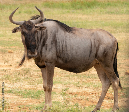 Wildebeest in African safari